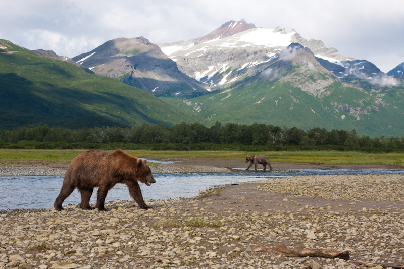Grizzly Bears And Kejuik Mountains